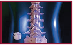 Spinal Cord